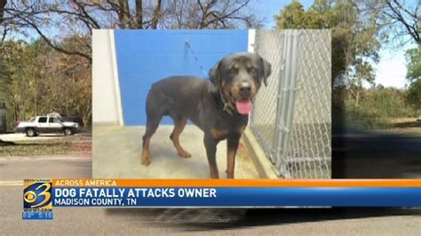 "That attack lasted longer than any one of us could have ever . . Bernard dog attack tennessee